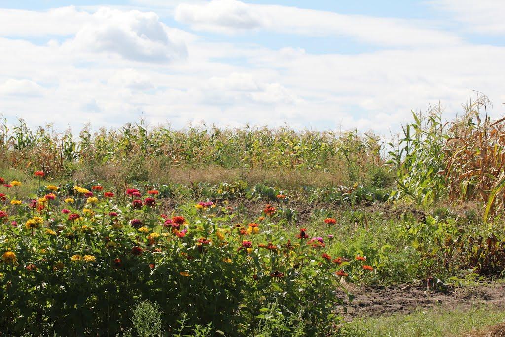 Дніпровське з panoramio.com - Днепровское