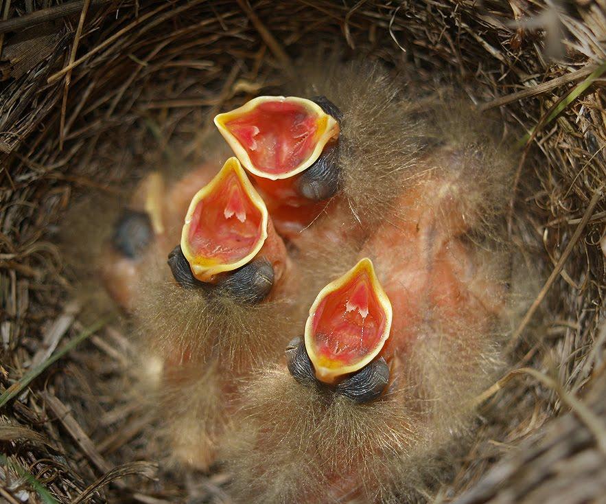 Мішково-Погорілове з panoramio.com - Мішково-Погорілове