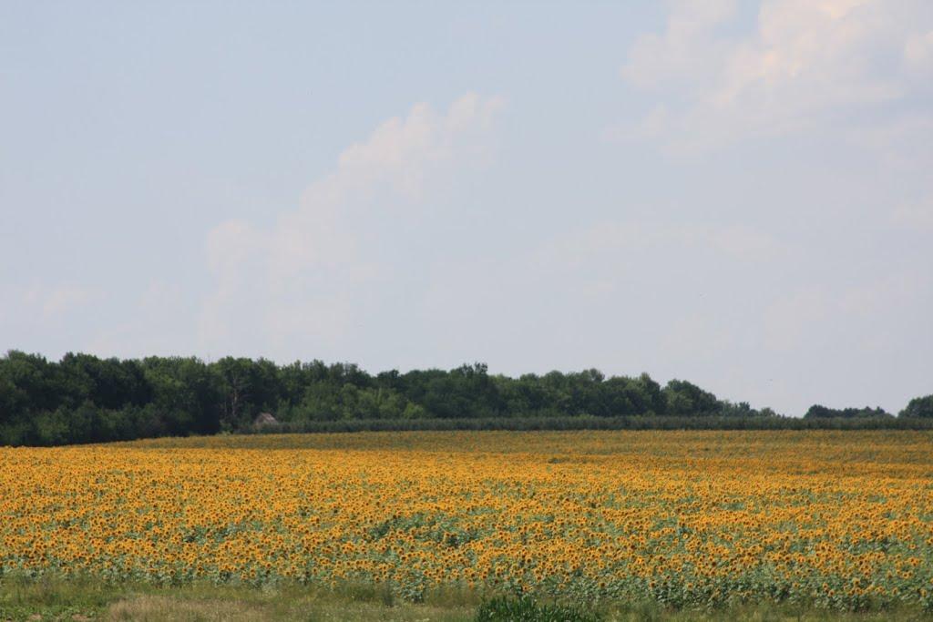 Млинки з panoramio.com - Млынки