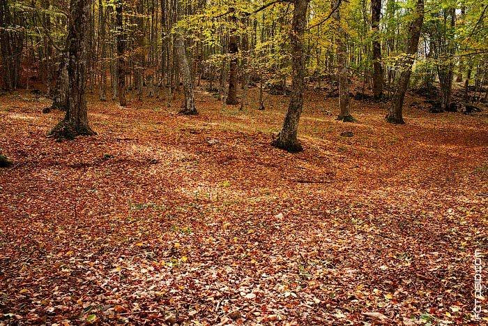 Соколине з panoramio.com (ч.2) - Соколиное