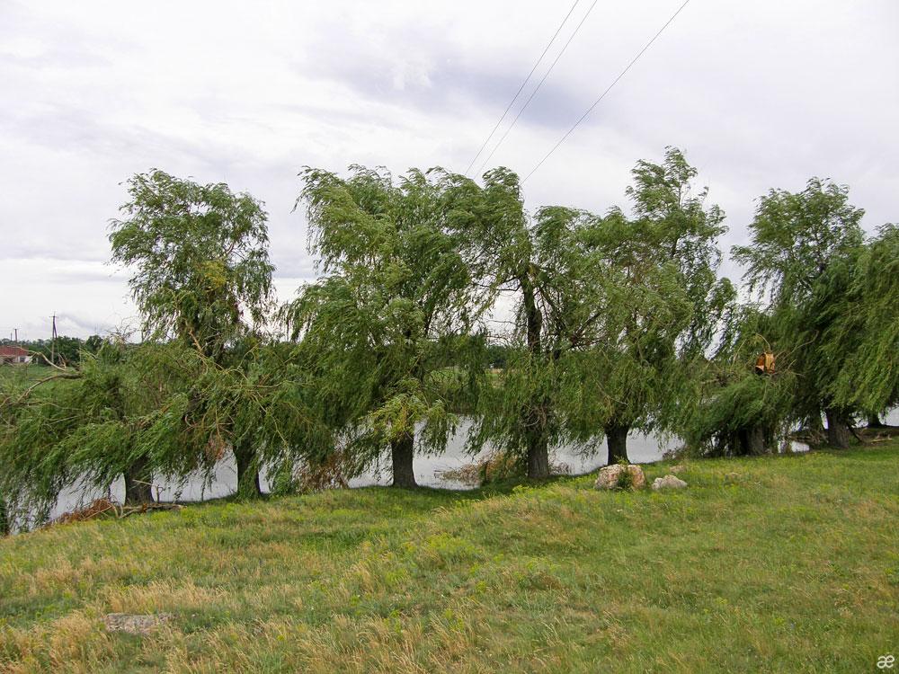 Єлисеївка з panoramio.com - Єлисеївка