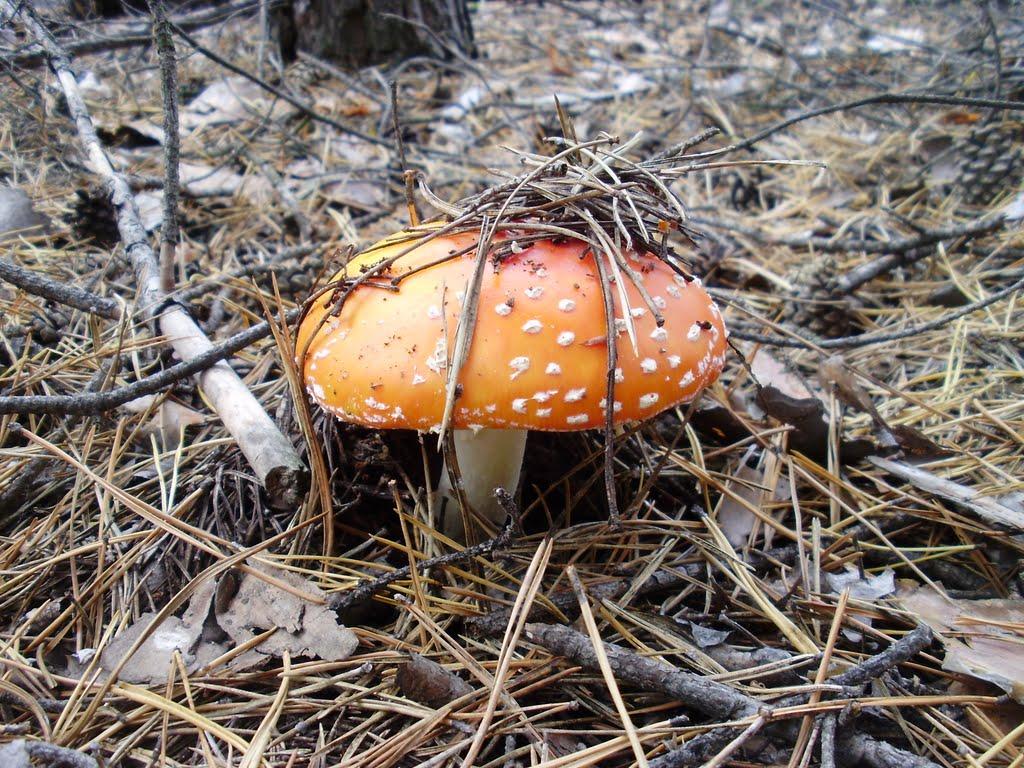 Котовка з panoramio.com - Котовка