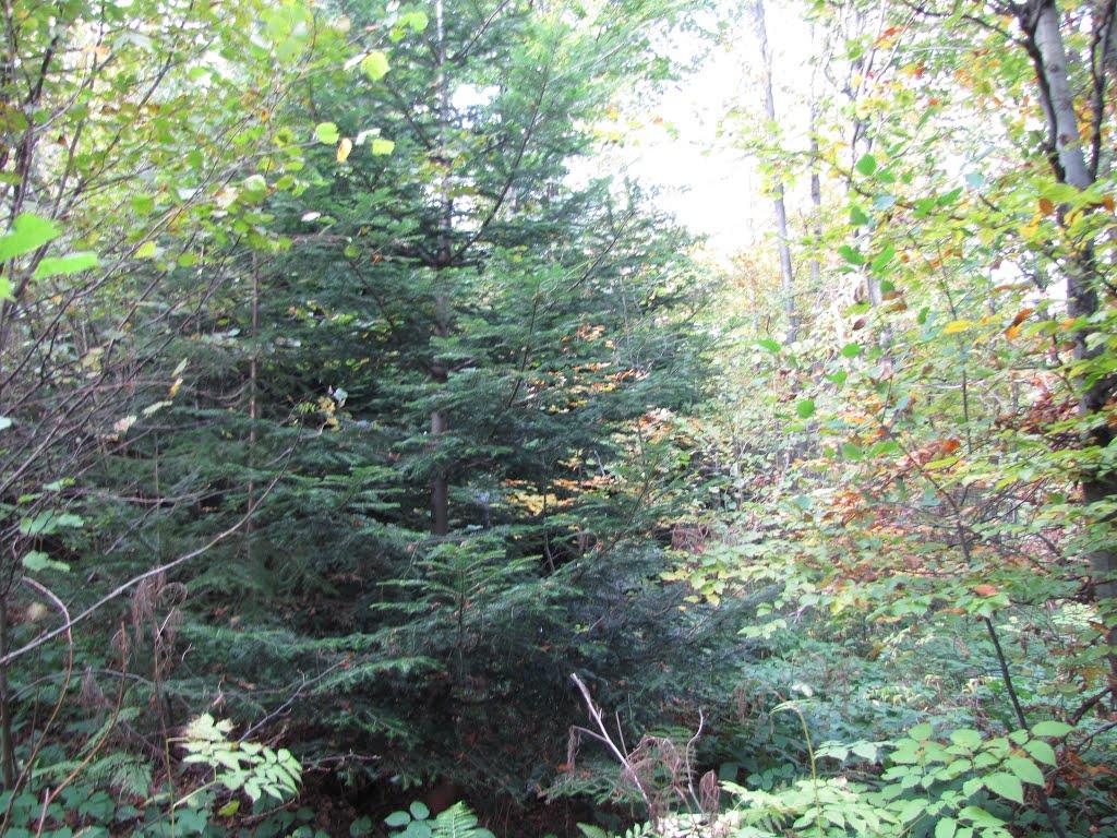 Опака з panoramio.com - Опака