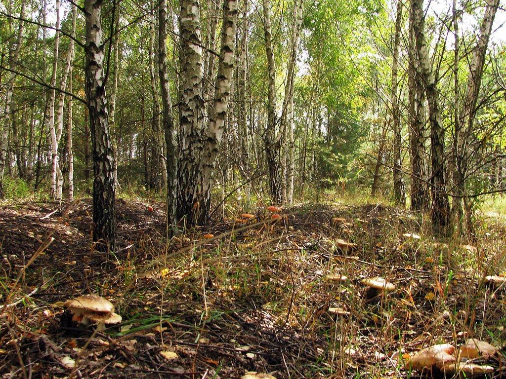 Буди з panoramio.com - Буды