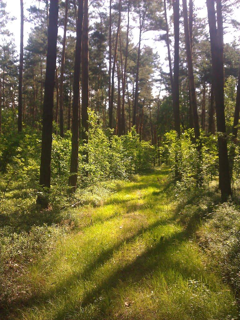 Піддовге з panoramio.com - Piddovge