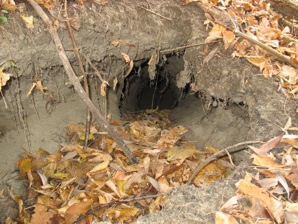 Приліпка з panoramio.com - Прилипка