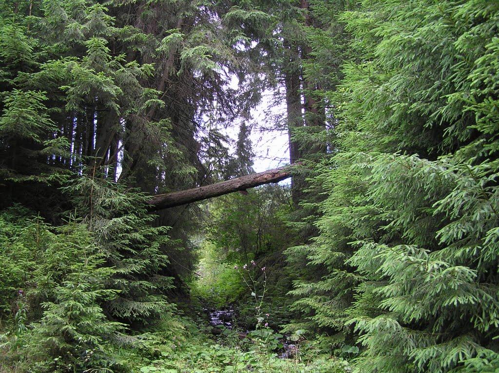 Сенечів з panoramio.com - Сенечів