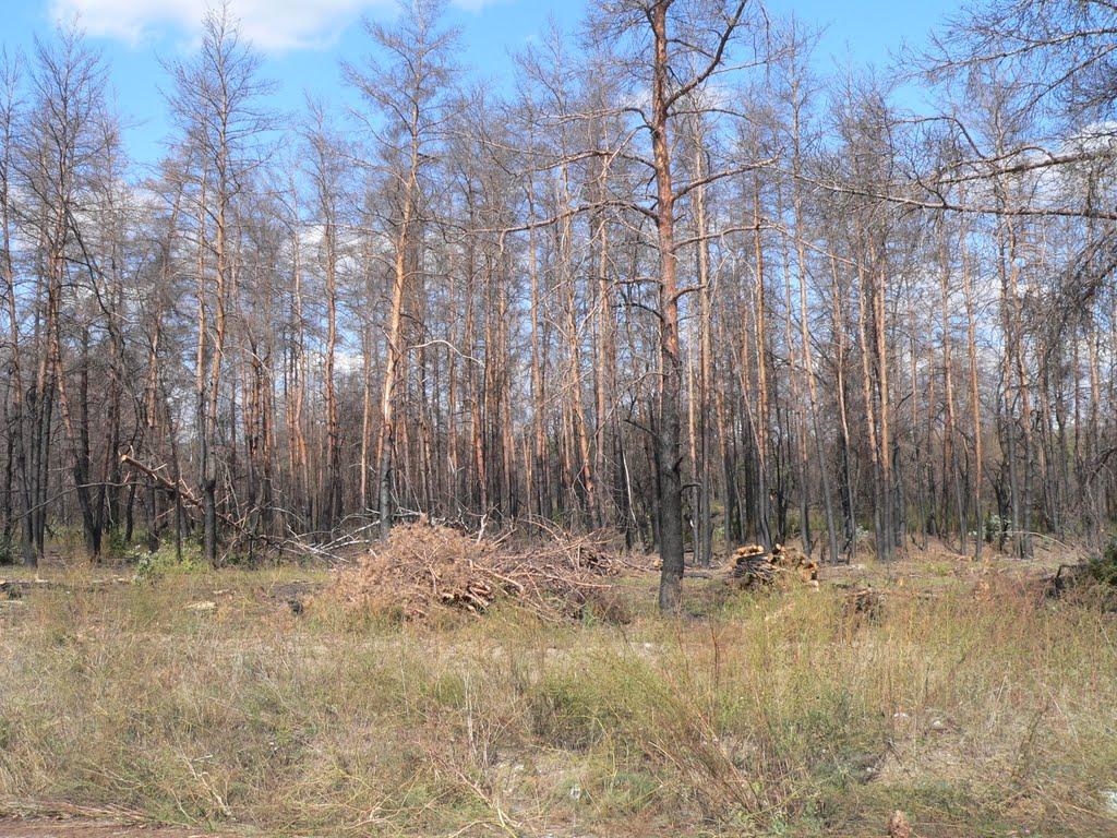 Черкаське з panoramio.com - Черкаське