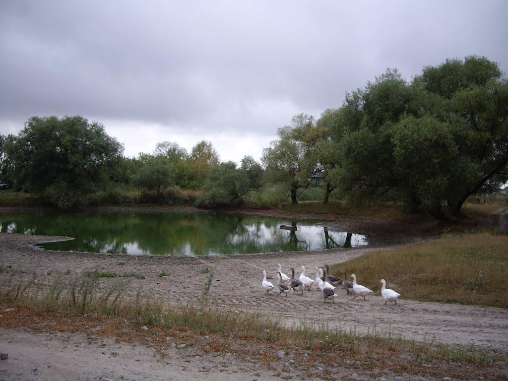 Віленька з panoramio.com - Віленька