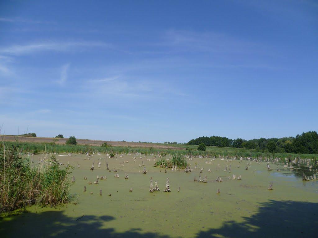 Устивиця з panoramio.com - Устивица