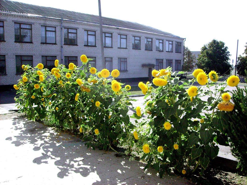 Урожайне з panoramio.com - Урожайное