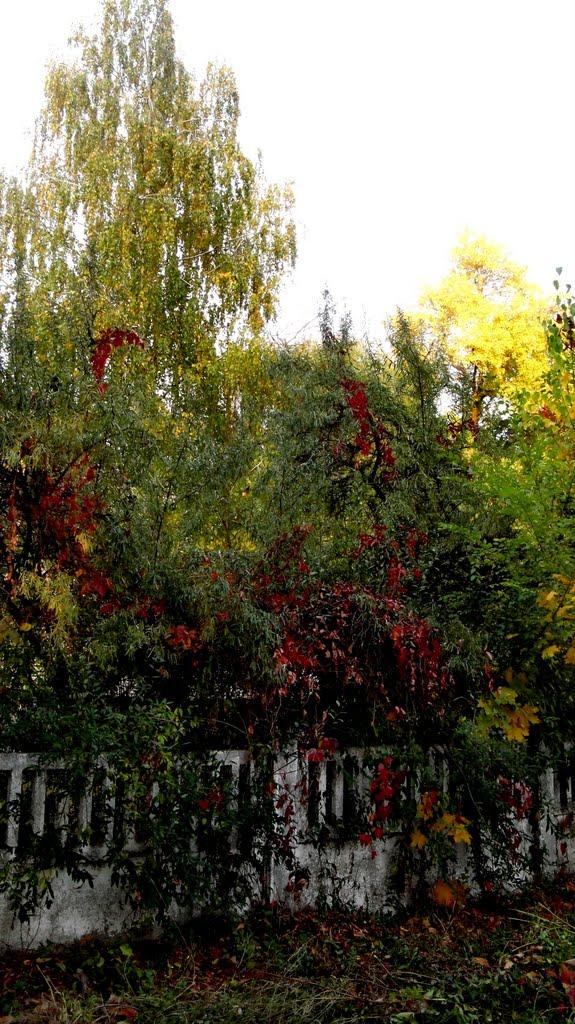 Нікополь з panoramio.com (ч.2) - Никополь
