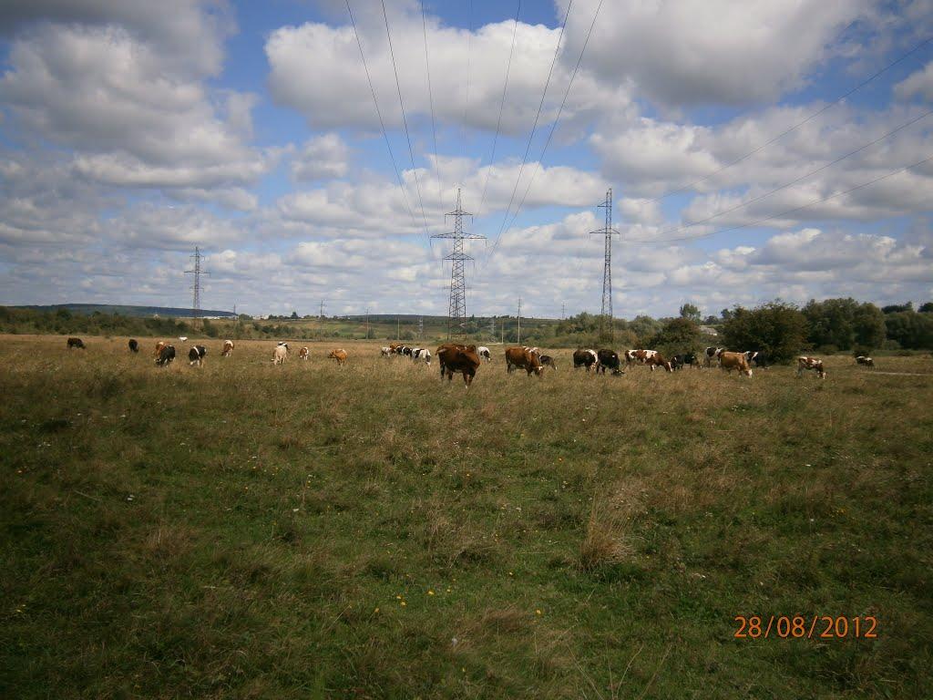 Берездівці з panoramio.com - Берездовцы