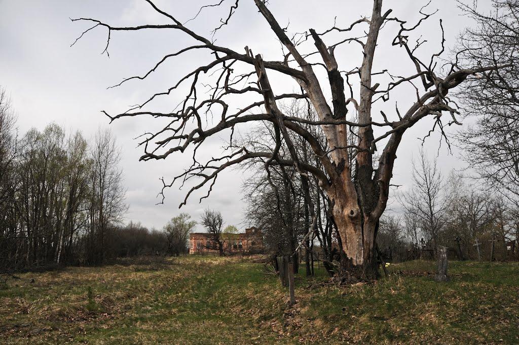 Черемошна з panoramio.com - Черемошна