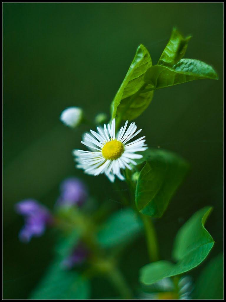 Волочиськ з panoramio.com - Волочиськ