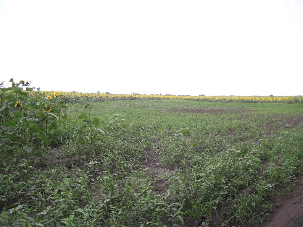 Мирівка з panoramio.com - Мирівка