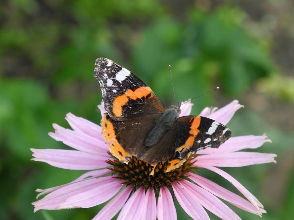 Пархоменко з panoramio.com - Пархоменко