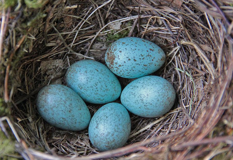 Сущани з panoramio.com - Сущани