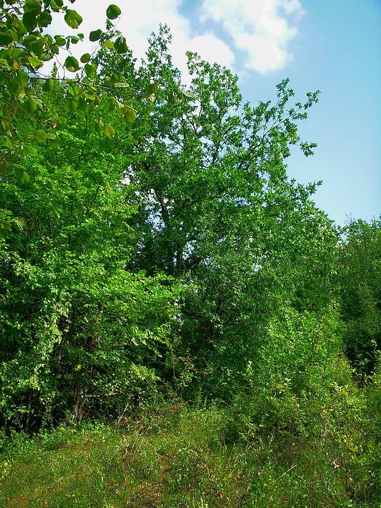 Соколине з panoramio.com (ч.2) - Соколиное