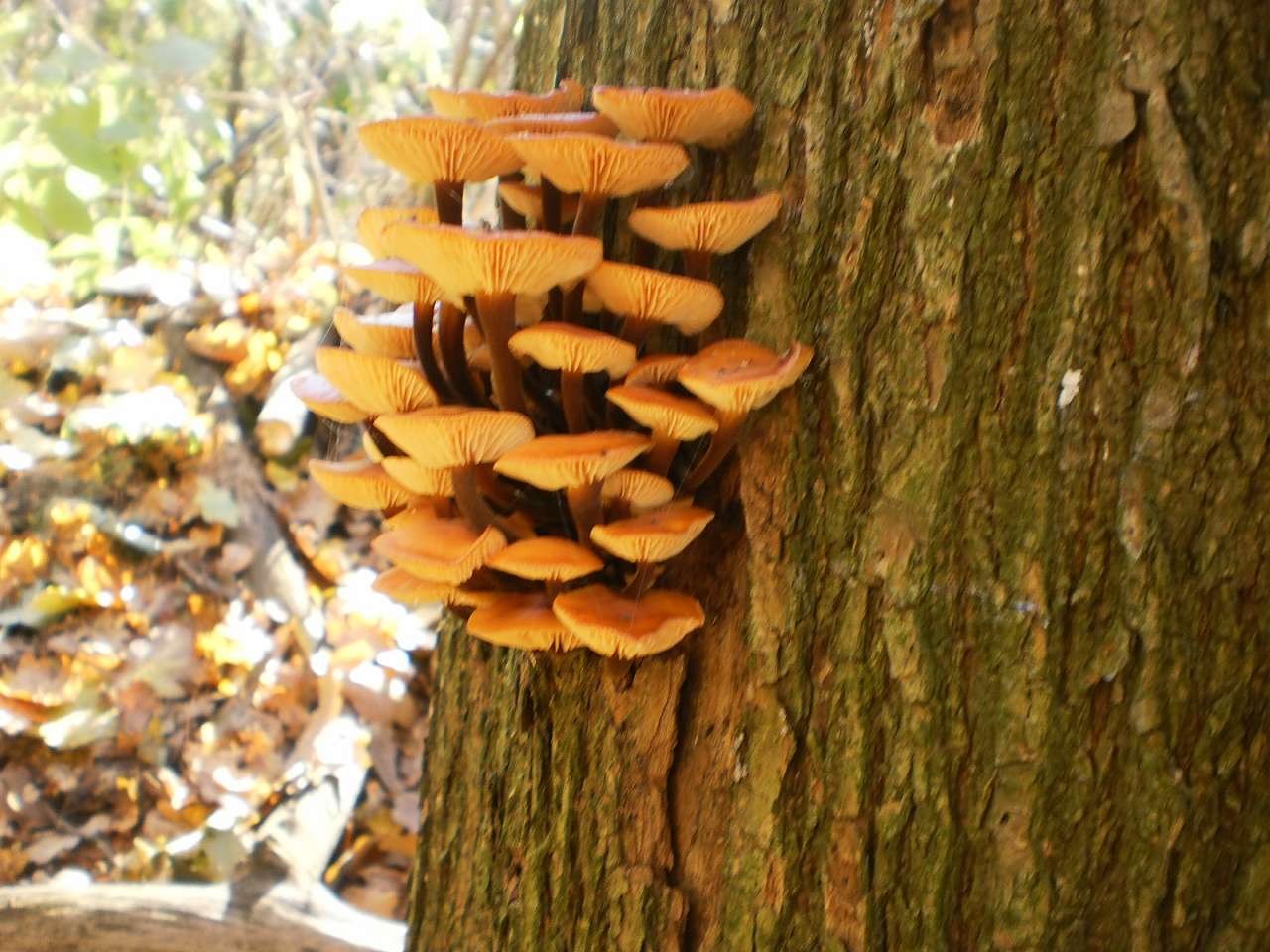 Мій рідний яцьківський край - Яцьки