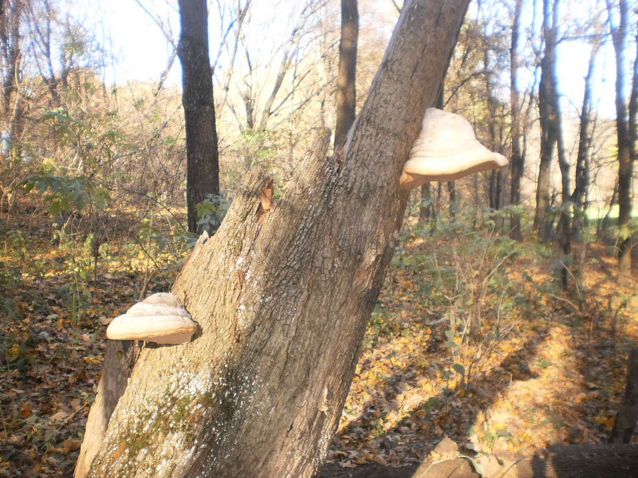 Мій рідний яцьківський край - Яцьки