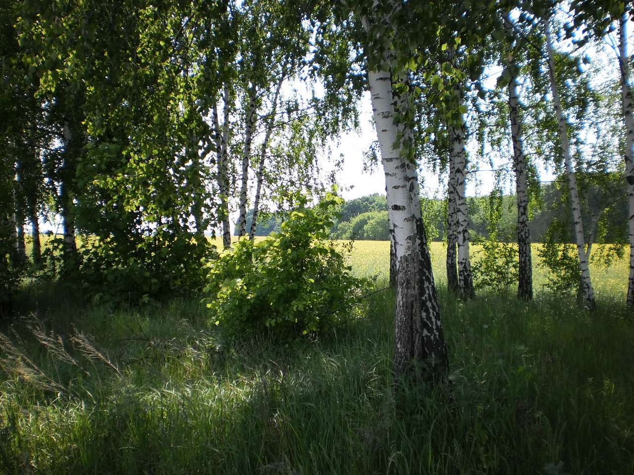 Мій рідний яцьківський край - Яцьки
