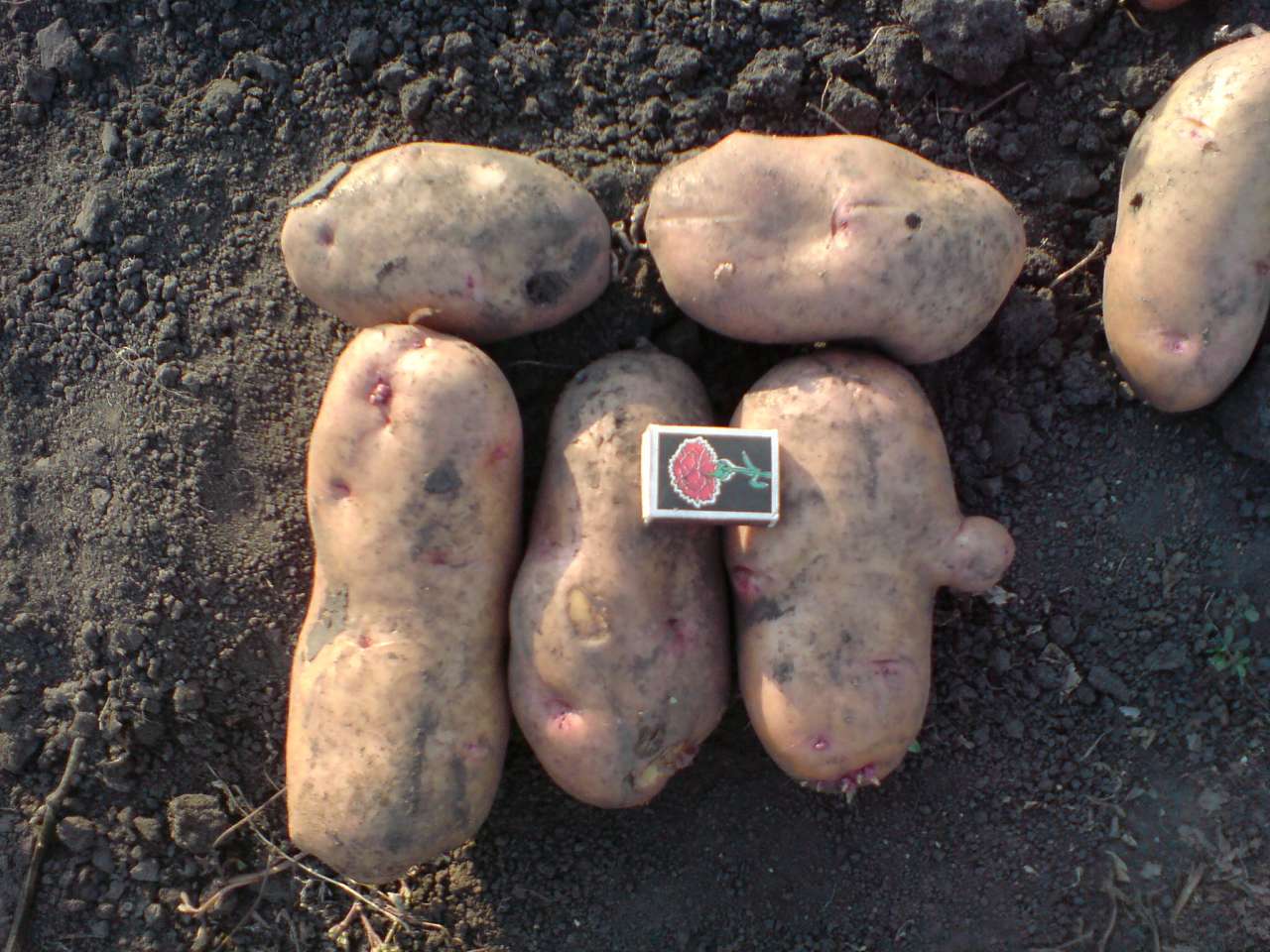 Яструбине - золоте село - Яструбине