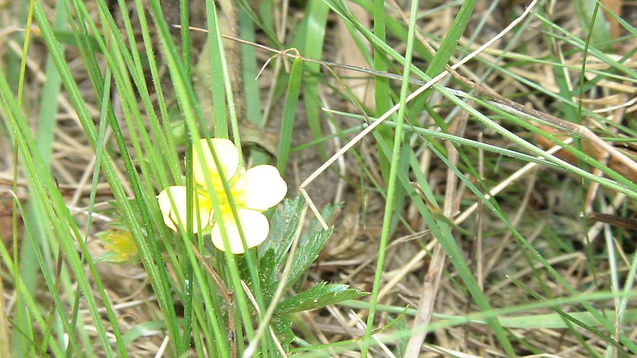 Подобовець - Подобовець