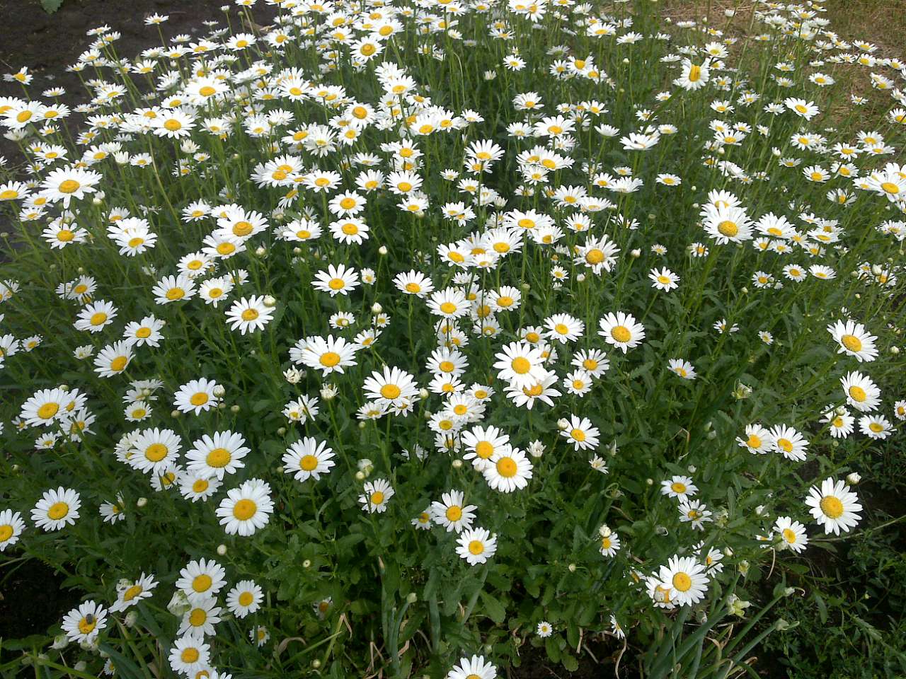 Яструбине - золоте село - Яструбине