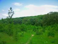 Краснолісся з panoramio.com