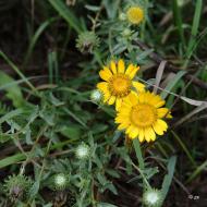 Карабинівка з panoramio.com