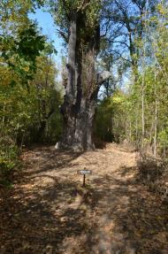 Селезнівка з panoramio.com