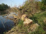 Баранівка з panoramio.com