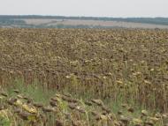 Зіньківське з panoramio.com