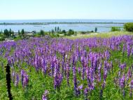 Виноградне з panoramio.com