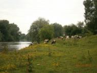 Берездівці з panoramio.com