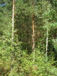 Підманове з panoramio.com