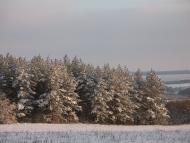 Вільшани - Останні фото