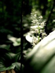 Озерне з panoramio.com