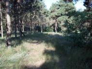 Галицинове з panoramio.com