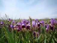 Волошине з panoramio.com