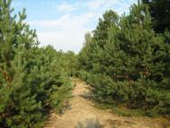 Підманове з panoramio.com