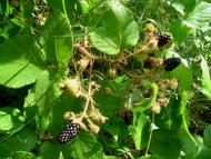 Микуличин з panoramio.com (ч.2)