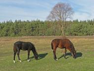 Забаряни з panoramio.com