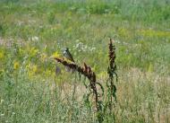 Цупки з panoramio.com