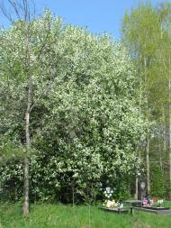 Любеч з panoramio.com