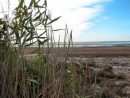 Волошине з panoramio.com