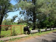 Гуринівка з panoramio.com