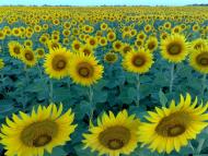 Новоіванівське з panoramio.com