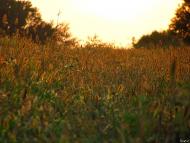 Циркуни з panoramio.com